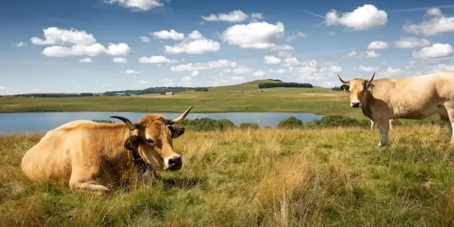 Ze-camping: Aubrac