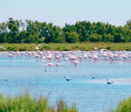 Ze-camping: Camargue