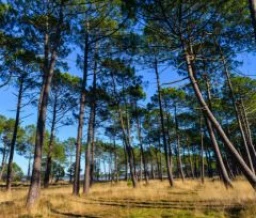 Ze-camping: Saint Paul en Born