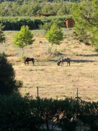 Camping La Grange Neuve 3*, Camping 3* à Sigean (Aude) - Location Roulotte pour 2 personnes - Photo N°15